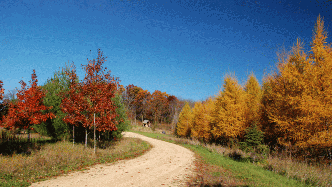 Coming up our drive.