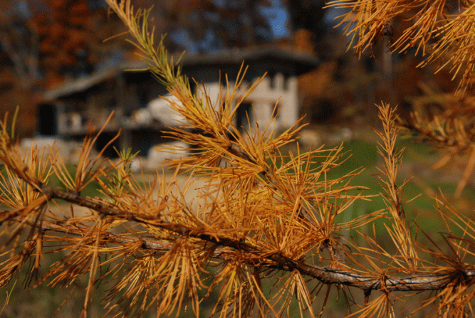 Tamarack needles turn such an intense yellow, they seem to be lit from within.