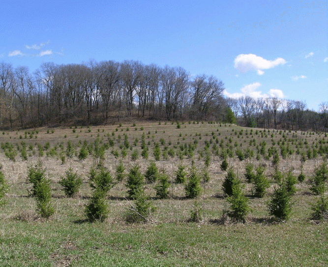 Our toddler trees in 2004 in front of the hill into which Underhill House has since been built.