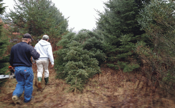 How those toddler spruce have grown!