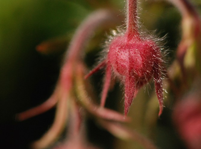 Prairie Smoke, Genum triflorum  This is a flower, not a leaf bud, but I photographed it with the leaves and had to include it.