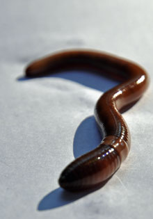 Wisconsin Worms ASIAN JUMPING WORMS FOUND IN WISCONSIN – Digging in the Driftless