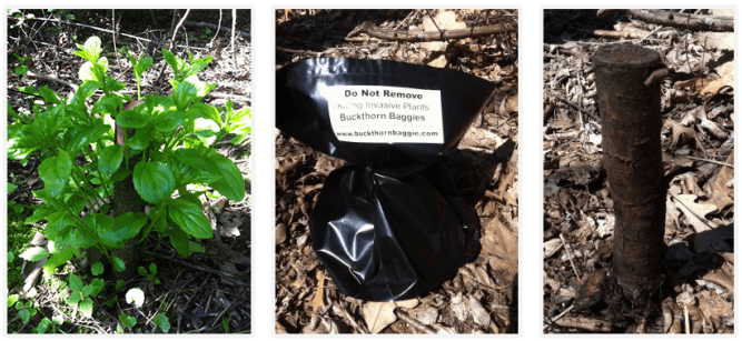 buckthorn-baggie