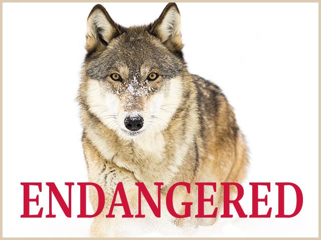 Cover-Grey-Wolf-FEATURE-03162017