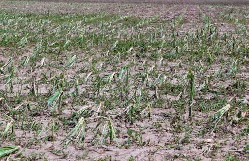 corn_field_hail_6-24-14